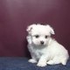  Tea Cup Maltese Puppies For Free Adoption