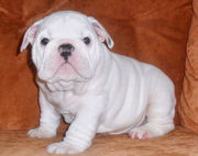 MALE AND FEMALE ENGLISH BULLDOG PUPPIES FOR ADOPTION 